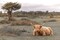 Highland Cow II Poster Print by Assaf Frank - Item # VARPDXPOD60774